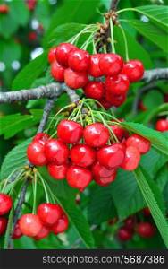 Bunches of berries cherries on a branch among green leaves