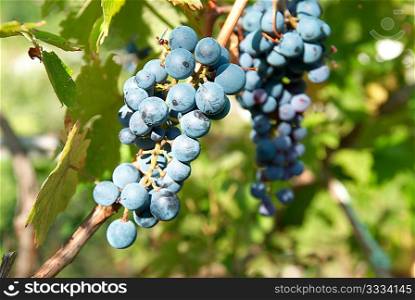 Bunches of black grape with green leaves