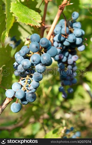 Bunches of black grape with green leaves