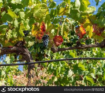 Bunches of black or red grapes for port wine production line the hillsides of the Douro valley in Portugal. Bunches of grapes for port wine by the River Douro in Portugal