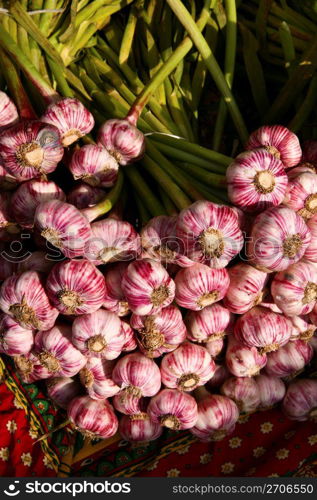 Bunches of fresh garlic