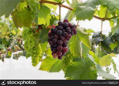 Bunches of Fresh Grapes Hanging from the vineyard. Bunches of Fresh Grapes