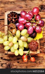 Bunches of fresh grapes. large bunch of autumn grapes on a wooden table