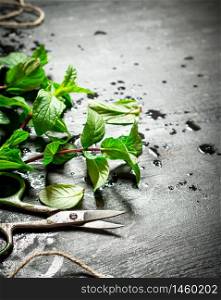 Bunches of fresh mint with scissors. On the black wooden table.. Bunches of fresh mint with scissors.