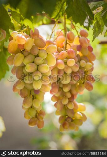 Bunches of grapes growing on vines. Close-up of two bunches of grapes on the vine with green leaves on a sunny day