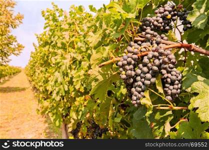 Bunches of grapes in the vineyard at sunset. Grape harvest