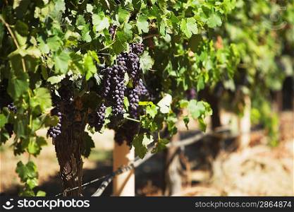 Bunches of Grapes on Vine