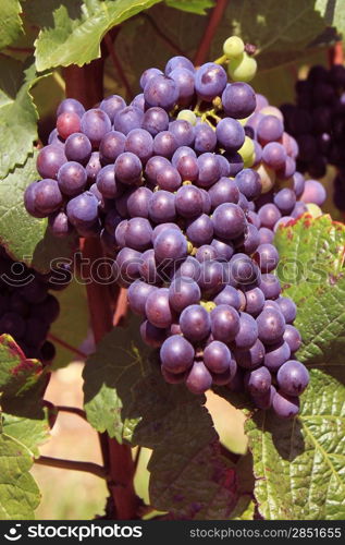 bunches of grapes on vines in a vineyard before harvest