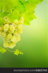 Bunches of grapes with leaves on a blurred background.
