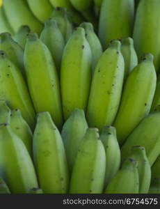 bunches of green bananas from tree