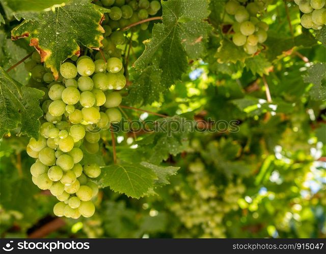 Bunches of green grapes for wine production line the hillsides of the Douro valley in Portugal. Bunches of grapes for port wine by the River Douro in Portugal