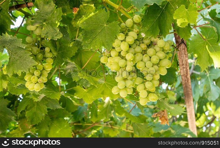 Bunches of green grapes for wine production line the hillsides of the Douro valley in Portugal. Bunches of grapes for port wine by the River Douro in Portugal