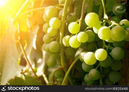 Bunches of green grapes in bright sunlight.