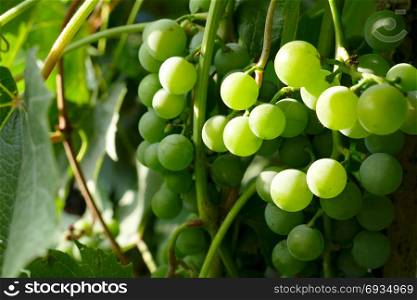 Bunches of green grapes on branches