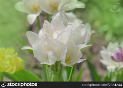 Bunches of many white tulip sit adrift each green stem. Multi headed varieties tulip Weisse Berliner. Tulip Weisse Berliner