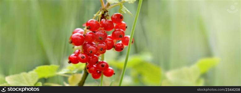 bunches of red currant growing among leaf on blur green background