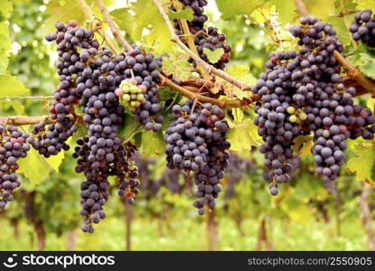 Bunches of red grapes growing on a vine