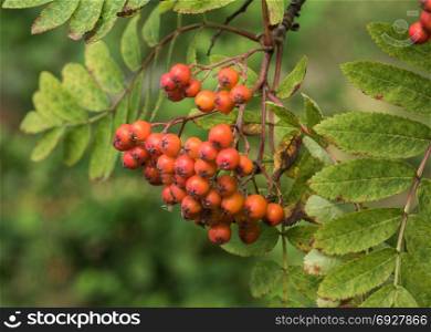 Bunches of red mountain ash in green foliage