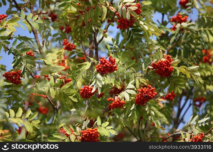 bunches of red rowan swaying