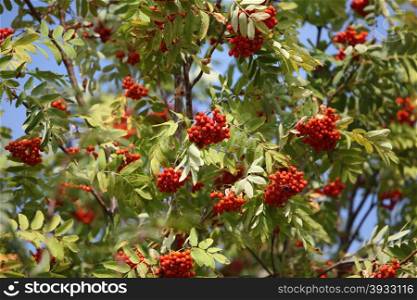 bunches of red rowan swaying