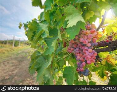 Bunches of red vine grapes on grape vine. Harvest and nature.
