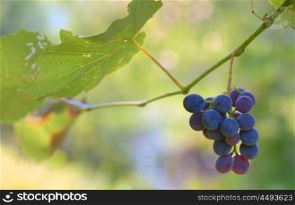 Bunches of red wine grapes at wine fields
