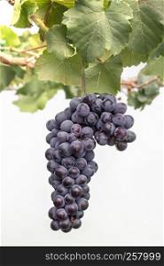 Bunches of ripe grapes before harvest in the vineyard. Bunches of grapes