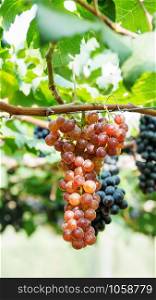 Bunches of ripe grapes in a vineyard.