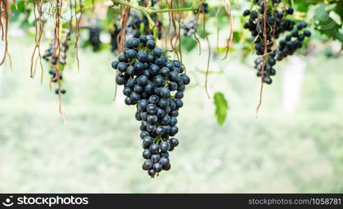 Bunches of ripe grapes in a vineyard.