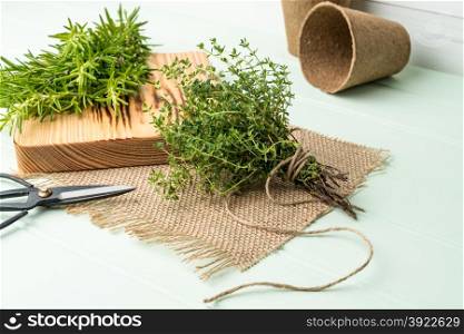 Bunches of rosemary and thyme with old-fashioned scissors. Wood table background.