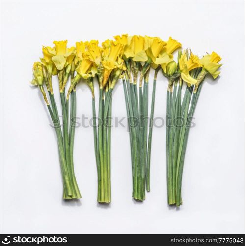 Bunches of yellow daffodils with green stem at white background. Seasonal springtime flower with beautiful petals. Top view.