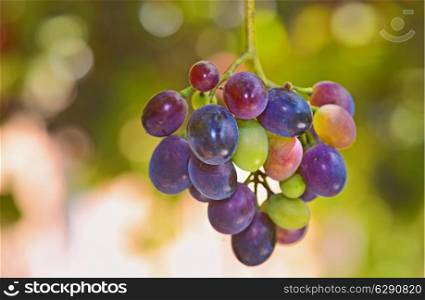 Bunches of young unripe grapes on the vine in garden