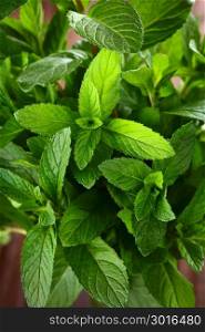 Bundle of fresh mint, an aromatic herb used as tea or as spice in cooking (Selective Focus, Focus on various leaves). Fresh Mint