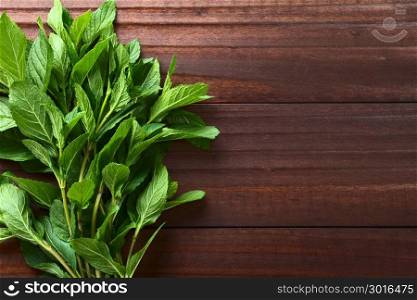 Bundle of fresh mint, an aromatic herb used as tea or as spice in cooking. Fresh Mint