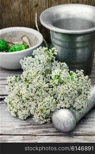 Bundle of healing herbs on the background of the mortar and pestle. Bush medicinal plant