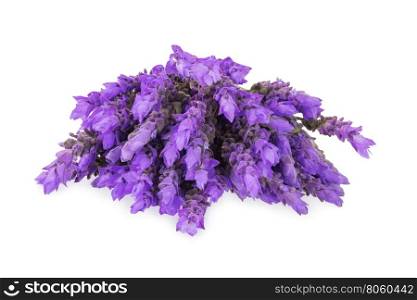 bundle of lavender flowers isolated on white background