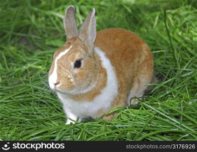 Bunny rabbit on green grass
