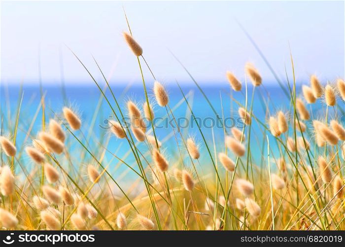 Bunny Tails Grass Lagurus Ovatus at the beach