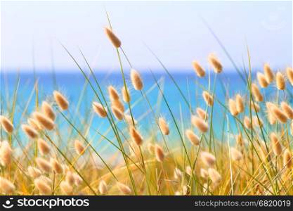 Bunny Tails Grass Lagurus Ovatus at the beach