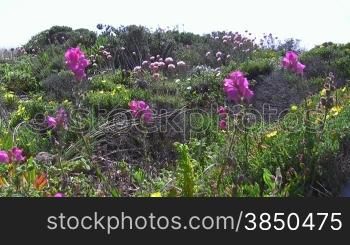 Bunte Blumen auf einer wild gewachsenen Wiese; Knste der Algarve in Portugal; leichter Wind.