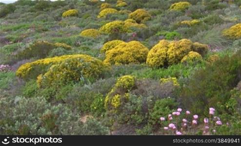 Bunte Blumenwiese mit gelben, rosa und lila Blumen zwischen grnner Wiese und gelb blnhenden Bnschen - Knste der Algarve, Portugal.