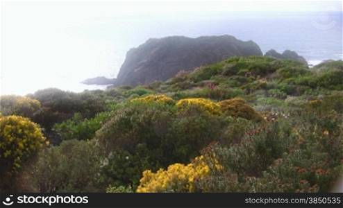 Bunte Blumenwiese mit gelben, rosa und lila Blumen zwischen grnner Wiese und blnhenden Bnschen; im Hintergrund ein Felsen im Meer; die Sonne scheint hell - Knste der Algarve, Portugal.