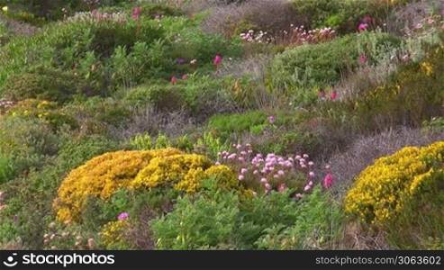 Bunte Blumenwiese mit gelben, rosa und lila Blumen zwischen gruner Wiese und bluhenden Buschen - Kuste der Algarve, Portugal.