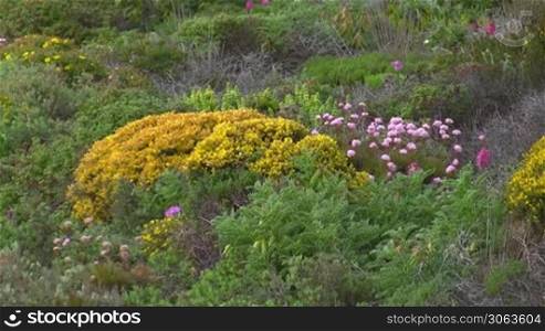 Bunte Blumenwiese mit gelben, rosa und lila Blumen zwischen gruner Wiese und bluhenden Buschen - Kuste der Algarve, Portugal.