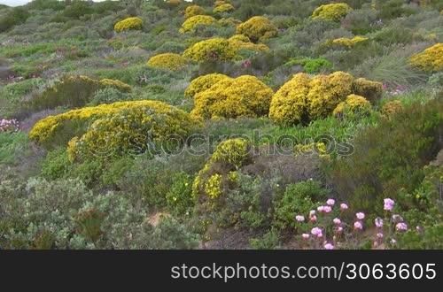 Bunte Blumenwiese mit gelben, rosa und lila Blumen zwischen gruner Wiese und gelb bluhenden Buschen - Kuste der Algarve, Portugal.