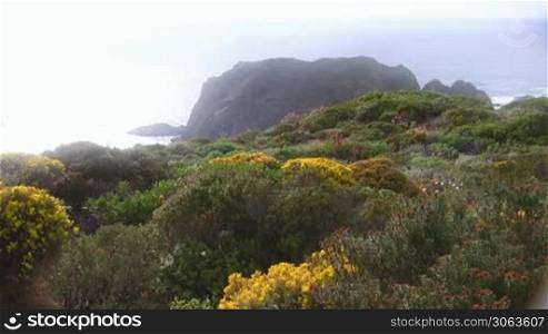 Bunte Blumenwiese mit gelben, rosa und lila Blumen zwischen gruner Wiese und bluhenden Buschen; im Hintergrund ein Felsen im Meer; die Sonne scheint hell - Kuste der Algarve, Portugal.