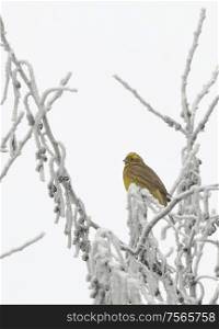 Buntings - Emberiza Citrinella on winter brunches