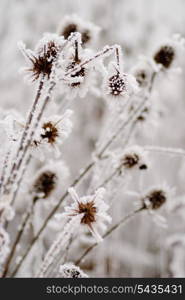 Bur on the frost in winter day, close up