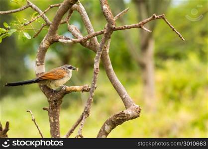 Burchell Cuckoo sitting on a branch . Burchell Cuckoo sitting on a branch with a butterfly in beak in Amboseli Park in Kenya