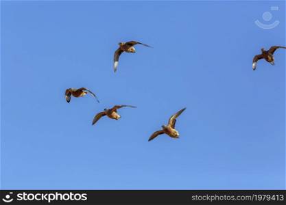 Burchell&rsquo;s Sandgrouse in flight isolated in blue sky in Kgalagadi transfrontier park, South Africa; specie Pterocles burchelli family of Pteroclidae. Burchell&rsquo;s Sandgrouse in Kgalagadi transfrontier park, South Africa
